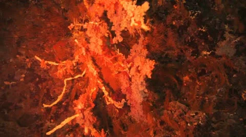 Massive piece of soft coral inside the cave 動画素材 22643182