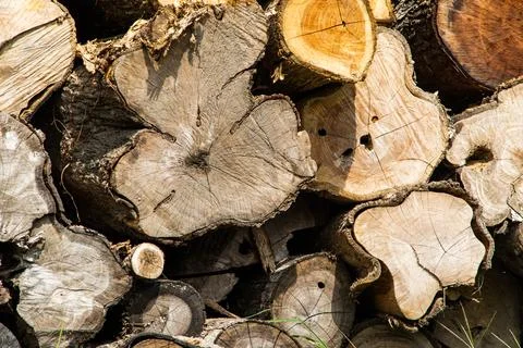 Massive Pile of Cut Tree Logs and Timber Trunks in Tropical Forest Area for.. Stock Photos