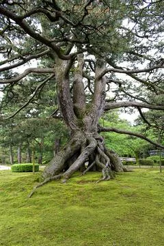 Massive pine tree with sprawling roots growing on a moss-covered hill Stock Photos