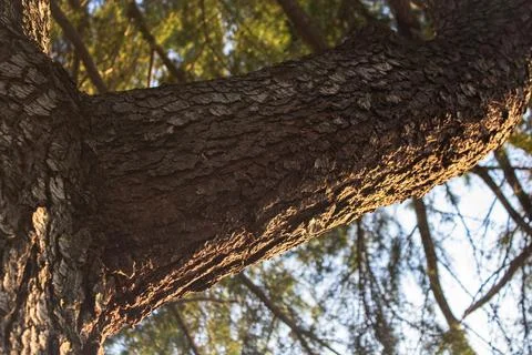 Massive Pine Tree Trunk Illuminated By Warm Sunlight Stock Photos