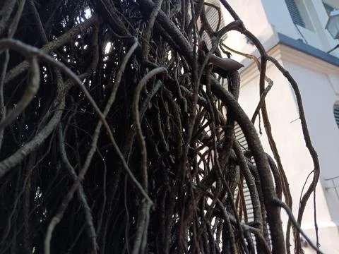 Massive prop roots of banyan trees absorbing moisture in atmosphere Stock Photos
