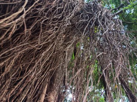 Massive prop roots of banyan trees absorbing moisture in atmosphere Stock Photos