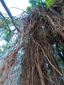 Massive prop roots of banyan trees absorbing moisture in atmosphere Stock Photos