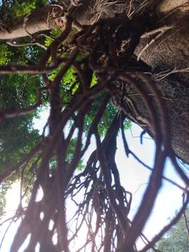 Massive prop roots of banyan trees absorbing moisture in atmosphere Stock Photos