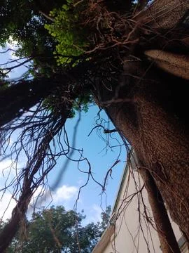 Massive prop roots of banyan trees absorbing moisture in atmosphere Stock-Fotos