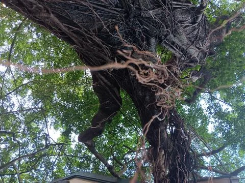 Massive prop roots of banyan trees absorbing moisture in atmosphere Stock Photos