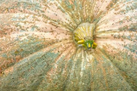 Massive Pumpkin Top Closeup Texture Background Orange Farming Organic Plant V Stock Photos
