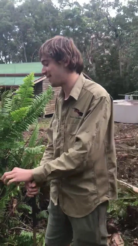 Massive Python, Doonan, QLD, Australia - 22 Mar 2018 Vidéo 205258346