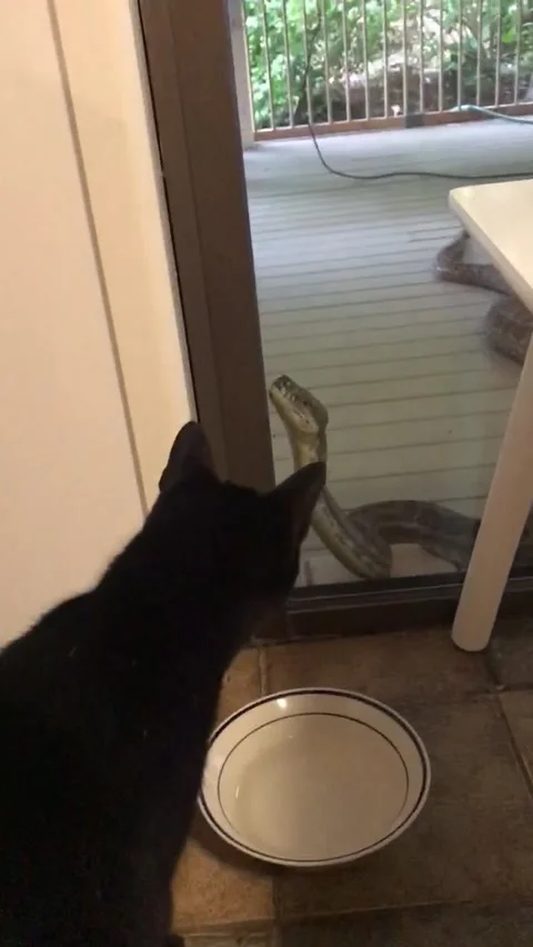 Massive Python Eyeing Down Cat, Brisbane, Australia - 05 Feb 2020 Vidéo 205190272