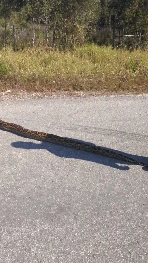 Massive Python on Florida Road, Naples, Florida, USA - 25 Mar 2018 Vidéo 205258479