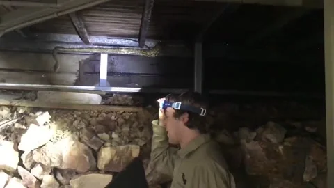 Massive Python Retrieved from Under House, Doonan, Queensland, Australia - 24 Ju 库存影片 205247155