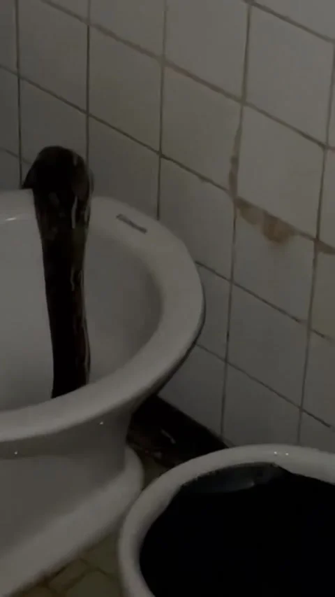 Massive Python Slithers into Toilet, Roxas City, Capiz, Philippines - 12 Mar 202 動画素材 235711710