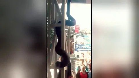 Massive python terrifies passengers in crowded railway station 動画素材 109259619