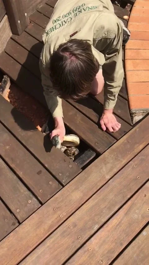 Massive Python Under Pool Deck, Cooroy, Queensland, Australia - 01 Sep 2017 動画素材 205288780