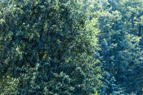 Massive rain drops falling in green forest at sunny and windy conditions Stock Photos