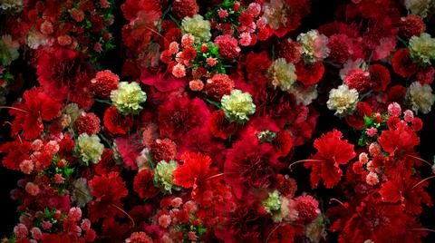 Massive red and white carnations flowers bouquet texture Stock Illustration