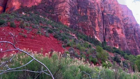 Massive red cliffs glow in spring sun at zion national park surrounded by green Stock Footage 305567919