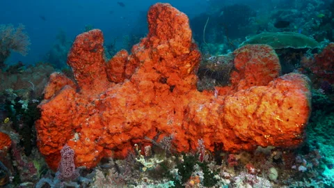 Massive red sponge on Raja Ampat coral reef Stock Footage 131089530