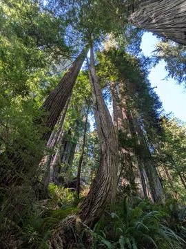 Massive redwood tree curving dramatically among towering giants Stock Photos