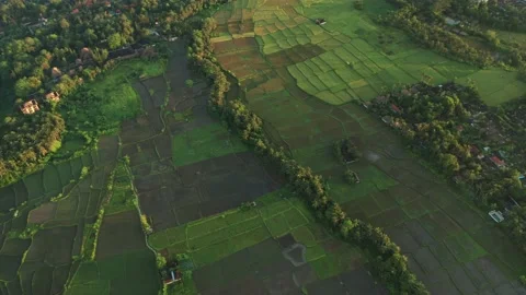 Massive rice fields in Bali with different stages of growth, arable wetland Stock Footage 167715430