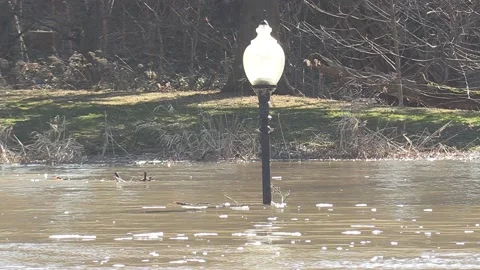 Massive river flooding during record warm temperatures in Ontario Canada Vidéo 150241611