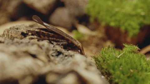 Massive Roach in 4K Ultra HD Stock Footage 261482816