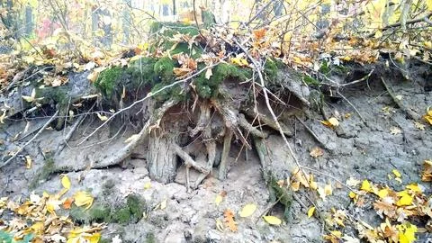 Massive root of a forest tree. Stock-Fotos