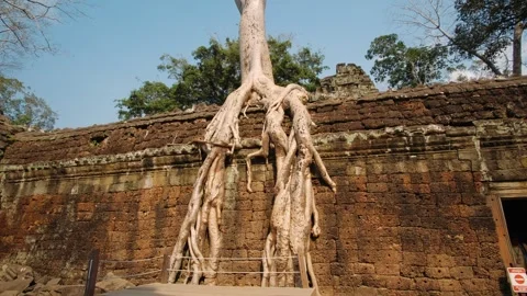Massive roots of tree spreading over the ancient laterite walls of the ta prohm Stock Footage 325071578