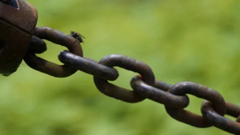 Massive Rusty Metal Chain with Small Insect in Green Outdoor Background Stock Footage 311672241