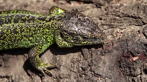 Massive Sand Lizard head, Lacerta agilis Video stock 44123687