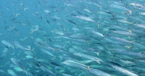 Massive Sardine School Moving Through Clear Blue Water Stock Footage 334638473