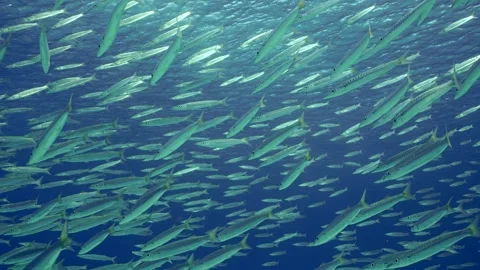 Massive school of Barracuda swims on surface background, Slow motion Stock Footage 288186052