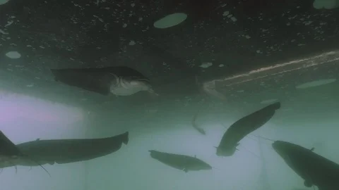 Massive school of big Wels Catfish, underwater shot Stock Footage 89999202