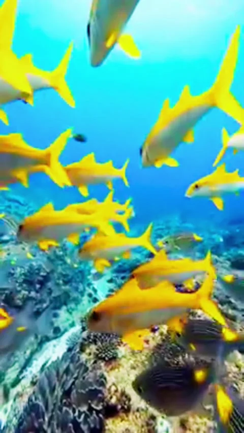 Massive School of Bright Yellow Snapper Fish Underwater Video stock 337639720