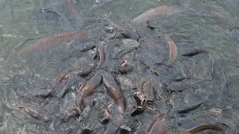 A massive school of catfish frantically swimming and splashing at the water Stock Footage 333853065