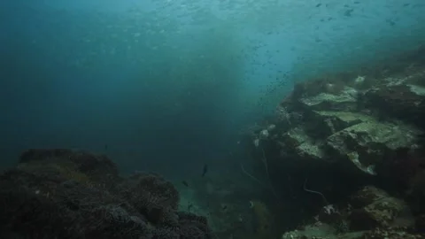 Massive School of Fish In The Distance Stock Footage 271526968