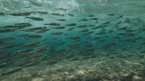 Massive school of fish floats in a storm wave, Red sea, Dahab, Sinai Peninsula, Stock Footage 84467079