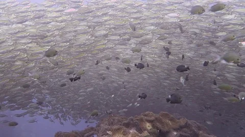 Massive school of fish Stock Footage 80804938