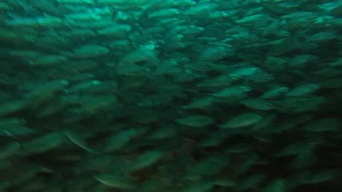 Massive School of Fish Forming Bait Ball in Galapagos Wide Aerial View Stock Footage 344699535
