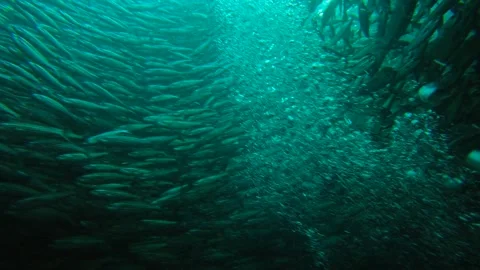 Massive School of Fish Forming Bait Ball in Galapagos Coastal Panorama Stock Footage 344700283