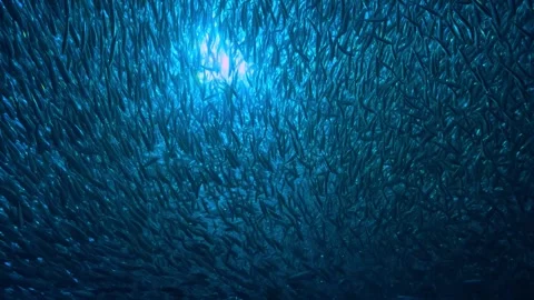 A Massive School of Fish Illuminated by Sunlight from Above Stock Footage 301033232