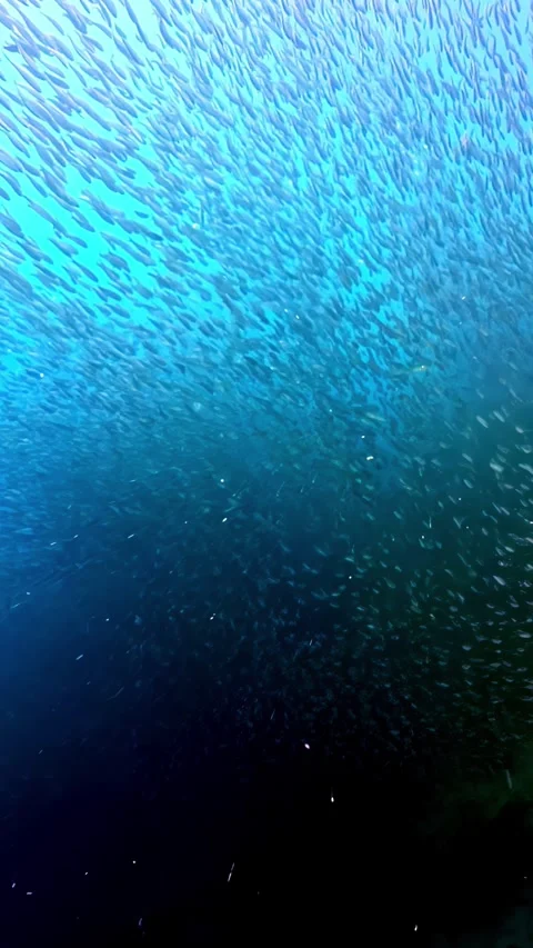 Massive School of Fish Swimming in Deep Blue Ocean Waters Stock Footage 337091735