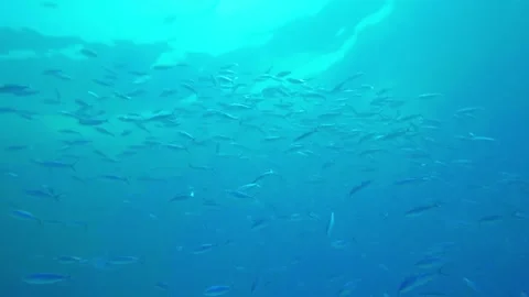 Massive school of fish swimming gracefully in crystal-clear coastal waters near Stock Footage 311925770