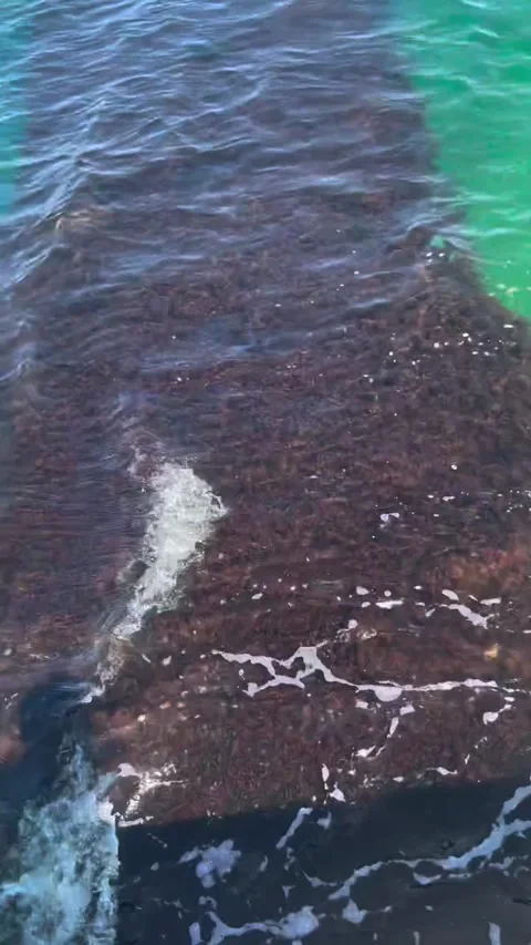 Massive School of Fish in Turquoise Water Near Pier Stock Footage 339725557