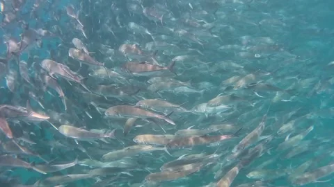 Massive school of Jack fish swimming with sunbeams. Video stock 333708609