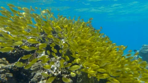 Massive school of juvenile Rabbitfish in shallow water swims over coral reef in Video stock 158848626