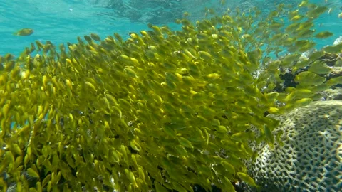 Massive school of juvenile Rabbitfish in shallow water swims over coral reef Stock Footage 164486509
