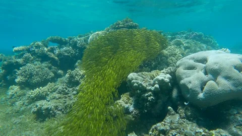 Massive school of juvenile Rabbitfish in shallow water swims over coral reef in Video stock 170071002