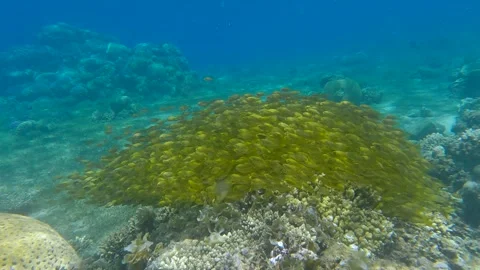 Massive school of juvenile Rabbitfish in shallow water swims over coral reef in Video stock 212938074
