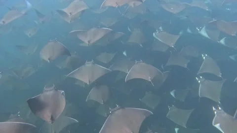Massive school of Mobula rays migrating Stock Footage 331220552